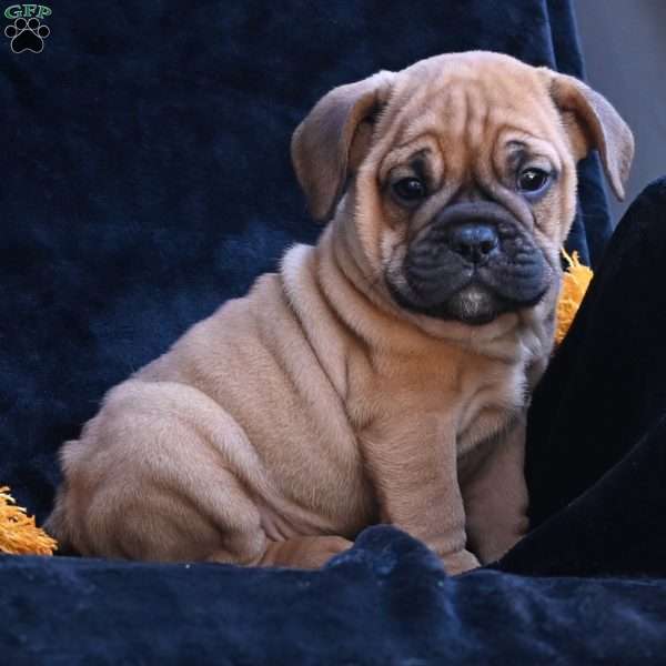 Bruno, Miniature Bulldog Puppy